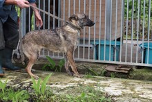 CANA, Hund, Mischlingshund in Rumänien - Bild 3