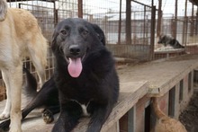 PIPPO, Hund, Mischlingshund in Rumänien - Bild 4