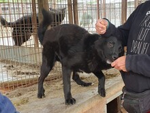 PIPPO, Hund, Mischlingshund in Rumänien - Bild 6