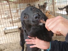 PIPPO, Hund, Mischlingshund in Rumänien - Bild 7