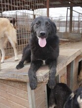 PIPPO, Hund, Mischlingshund in Rumänien - Bild 8