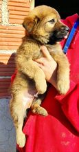 DAVID, Hund, Mischlingshund in Griechenland - Bild 2