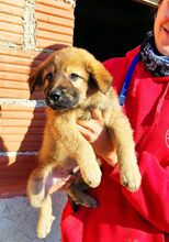 DAVID, Hund, Mischlingshund in Griechenland - Bild 3