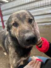 TESORO, Hund, Mischlingshund in Rumänien - Bild 2