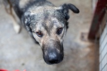 TESORO, Hund, Mischlingshund in Rumänien - Bild 3