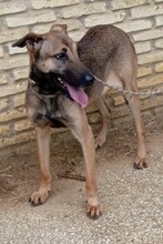 BETTY, Hund, Mischlingshund in Spanien - Bild 1