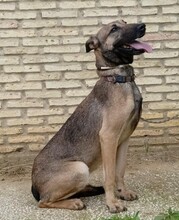 BETTY, Hund, Mischlingshund in Spanien - Bild 2