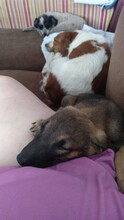 BETTY, Hund, Mischlingshund in Spanien - Bild 4
