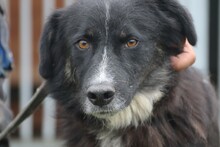 GLIHALI, Hund, Border Collie-Australian Shepherd-Mix in Rumänien - Bild 1