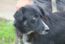 GLIHALI, Hund, Border Collie-Australian Shepherd-Mix in Rumänien - Bild 5