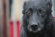 AKAI, Hund, Labrador-Mix in Rumänien - Bild 1