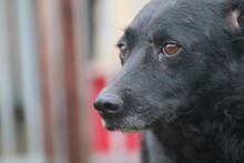 AKAI, Hund, Labrador-Mix in Rumänien - Bild 2
