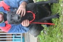 AKAI, Hund, Labrador-Mix in Rumänien - Bild 4