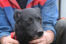 AKAI, Hund, Labrador-Mix in Rumänien - Bild 5