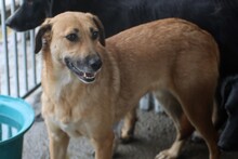 YUM, Hund, Labrador-Rhodesian Ridgeback-Mix in Rumänien - Bild 4