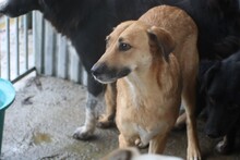 YUM, Hund, Labrador-Rhodesian Ridgeback-Mix in Rumänien - Bild 5