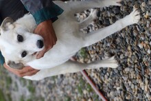 MINJA, Hund, Mischlingshund in Rumänien - Bild 4