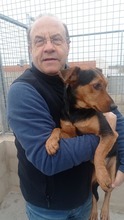 FUEGO, Hund, Mischlingshund in Spanien - Bild 10