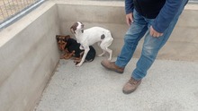 FUEGO, Hund, Mischlingshund in Spanien - Bild 12