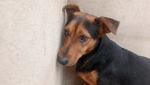 FUEGO, Hund, Mischlingshund in Spanien - Bild 13