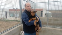 FUEGO, Hund, Mischlingshund in Spanien - Bild 8