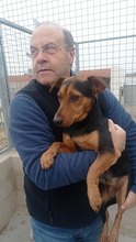 FUEGO, Hund, Mischlingshund in Spanien - Bild 9