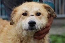ZINAJA, Hund, Golden Retriever-Hütehund-Mix in Rumänien - Bild 1