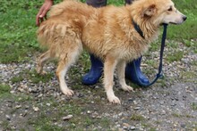 ZINAJA, Hund, Golden Retriever-Hütehund-Mix in Rumänien - Bild 2