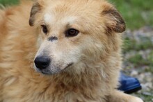 ZINAJA, Hund, Golden Retriever-Hütehund-Mix in Rumänien - Bild 5