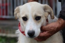 LORKA, Hund, Beagle-Labrador-Mix in Rumänien - Bild 1