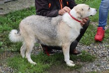 LORKA, Hund, Beagle-Labrador-Mix in Rumänien - Bild 2