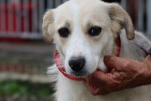 LORKA, Hund, Beagle-Labrador-Mix in Rumänien - Bild 3