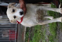 LORKA, Hund, Beagle-Labrador-Mix in Rumänien - Bild 4