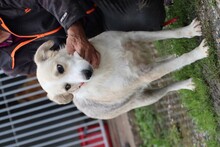 LORKA, Hund, Beagle-Labrador-Mix in Rumänien - Bild 5