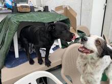 PAKITA, Hund, Mischlingshund in Weilburg - Bild 30