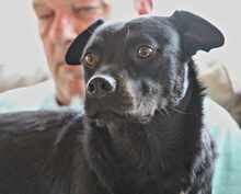 PAKITA, Hund, Mischlingshund in Weilburg - Bild 8