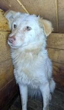 FIENCHEN, Hund, Mischlingshund in Rumänien - Bild 2