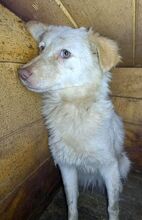 FIENCHEN, Hund, Mischlingshund in Rumänien - Bild 4
