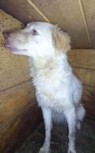 FIENCHEN, Hund, Mischlingshund in Rumänien - Bild 5