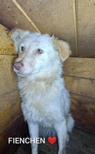 FIENCHEN, Hund, Mischlingshund in Rumänien - Bild 7