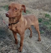 KREMCHO, Hund, Mischlingshund in Nordmazedonien - Bild 1