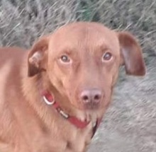 KREMCHO, Hund, Mischlingshund in Nordmazedonien - Bild 2