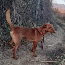 KREMCHO, Hund, Mischlingshund in Nordmazedonien - Bild 3