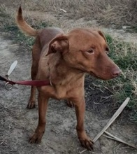 KREMCHO, Hund, Mischlingshund in Nordmazedonien - Bild 4