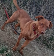 KREMCHO, Hund, Mischlingshund in Nordmazedonien - Bild 5