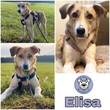 ELISA, Hund, Mischlingshund in Huisheim - Bild 2
