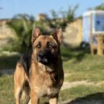 JOSEMANUEL, Hund, Deutscher Schäferhund in Spanien - Bild 3
