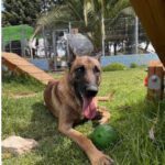 JOSECARLOS, Hund, Malinois in Spanien - Bild 3