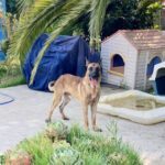 JOSECARLOS, Hund, Malinois in Spanien - Bild 4