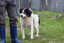 XYBA, Hund, Border Collie-Hütehund-Mix in Rumänien - Bild 4